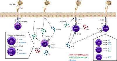Dynamic Natural Killer Cell and T Cell Responses to Influenza Infection